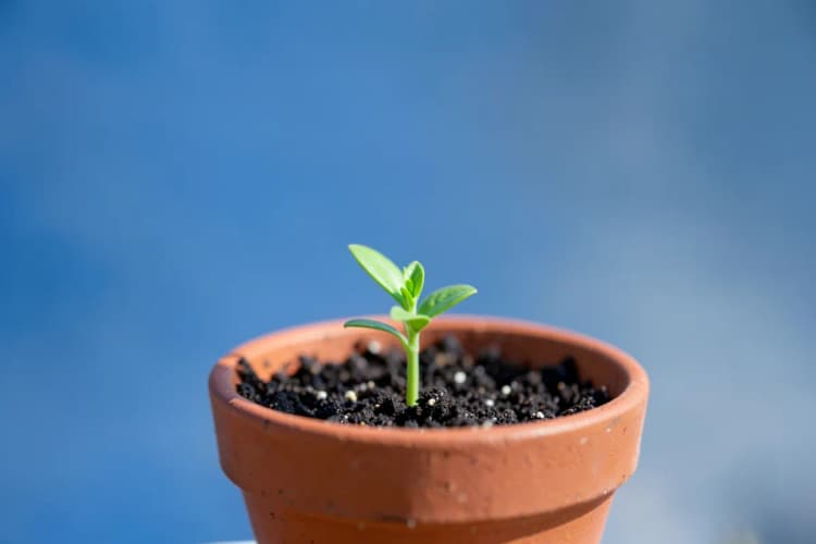 Uma planta crescendo em um vaso, simbolizando crescimento e renovação após uma reforma.
