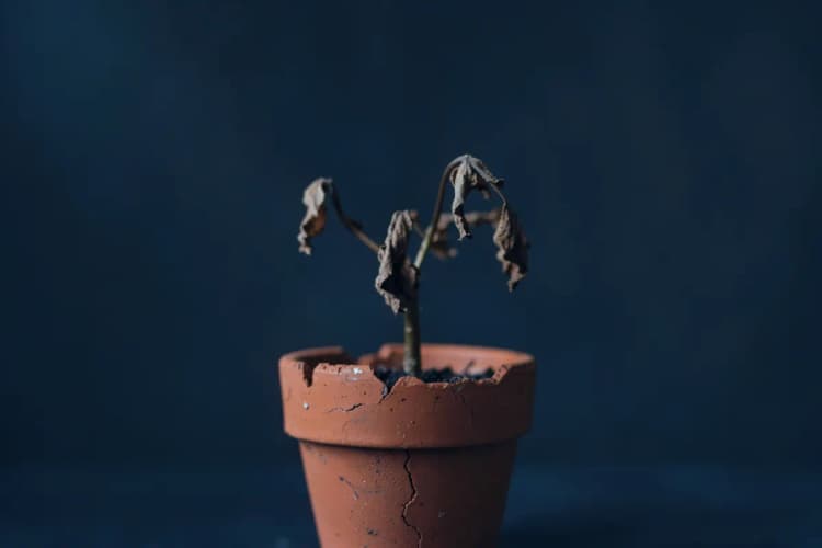 Uma planta murcha em um vaso quebrado, simbolizando vendas baixas.